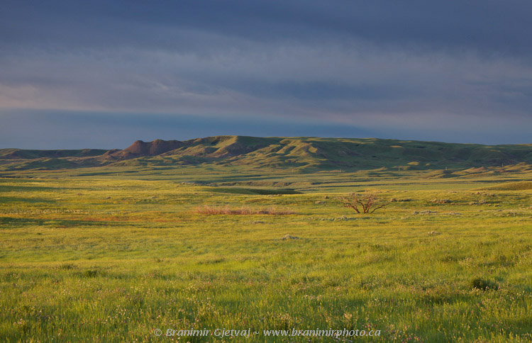 Prairie near Three Sisters butte at sunrise, Grasslands National Park (West Block), Val Marie, Saskatchewan