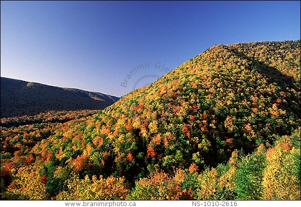 Fall colours, North Aspy Valley