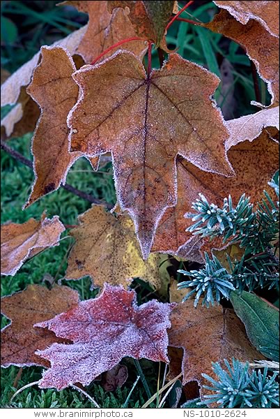 Autumn Maple leaves covered in frost