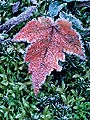 Red Maple leaf covered in frost, Cape Breton