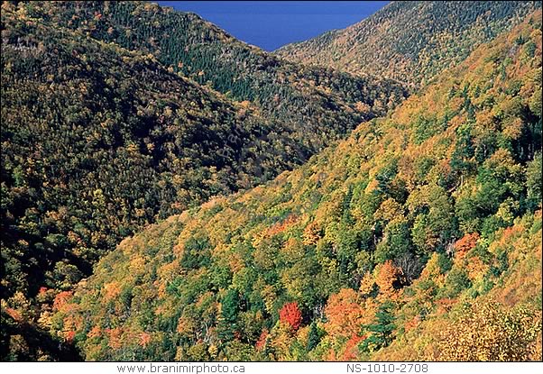 Fall colours, French Mountain, Cape Breton