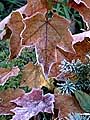 Autumn Red Maple leaves covered in frost, Cape Breton