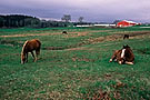 Horses, Annapolis Valley