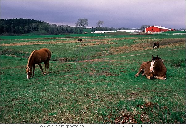 horses in field