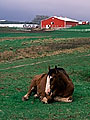 Horse and red barn, Annapolis Valley