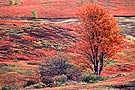 Blueberry fields in Autumn colours, near Oxford, Nova Scotia