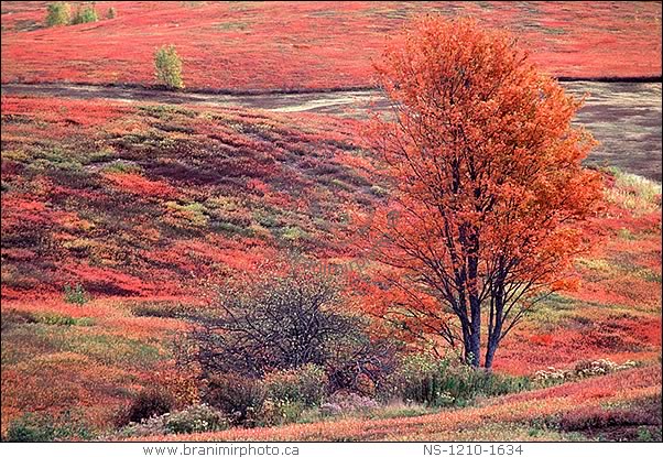 blueberry field in autumn colours, Nova Scotia