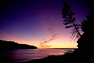  Silhouette of a tree on beach at sunset, Noel Shore, Nova Scotia