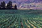 Potato fields, Annaplis Valley, Nova Scotia