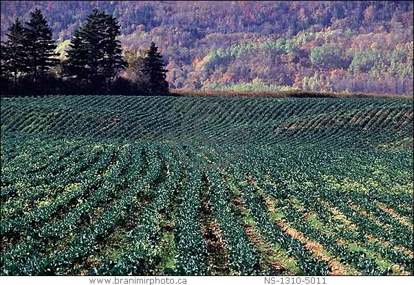 Potato field, Annapolis Valley