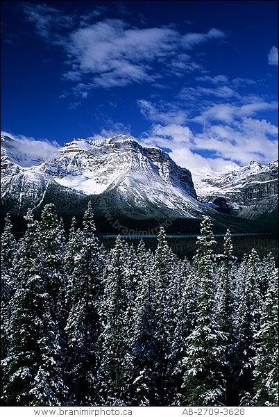 snow-covered trees, Hector Lake, Banff National Park