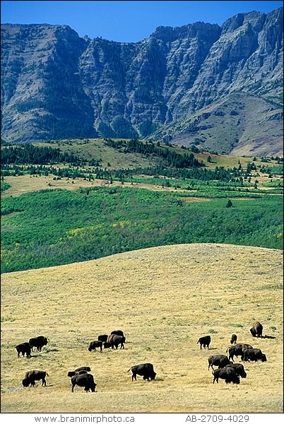 herd of bison grazing,  Waterton Lakes National Park