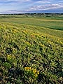 hillside with wildflowers, Grasslands National Park