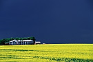 Granaries in canola field, Saskatchewan