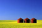 Red granaries in canola field