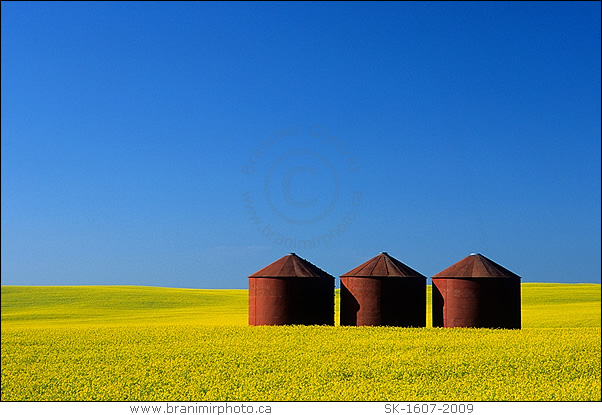 Red granaries in flowering canola field