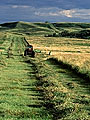 Hay field, Wood Mountain