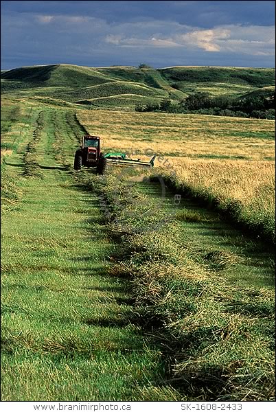 Harvested hay field, Wood Mountain