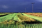 Canola swath, Saskatchewan