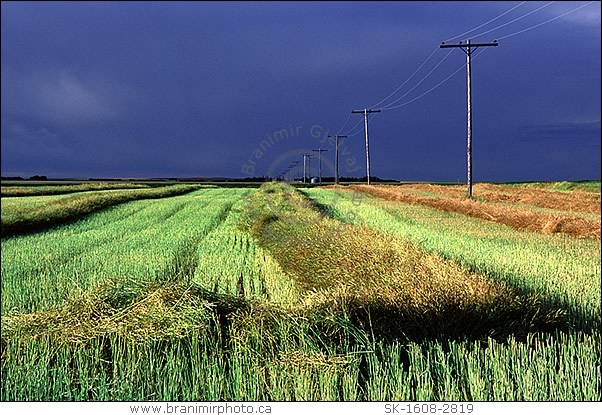 swathed canola field