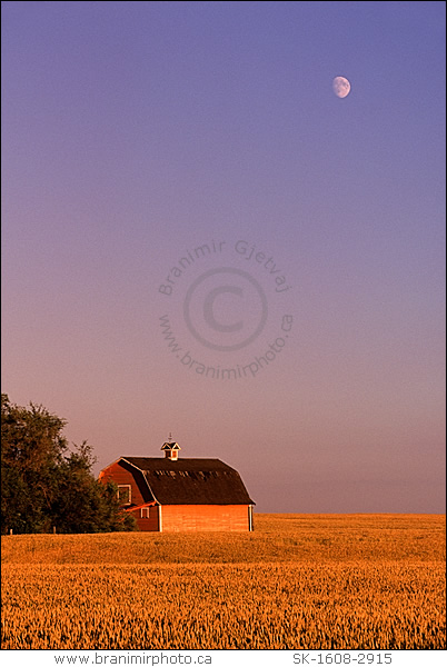 red barn in a wheat field, moonrise