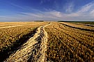 Wheat swath, Saskatchewan