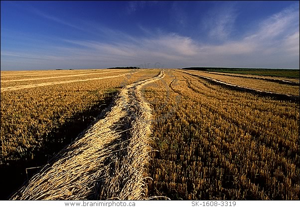 swathed wheat field