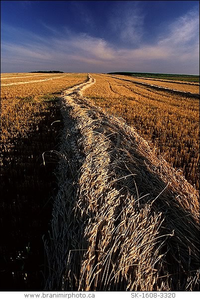 swathed wheat field