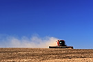 combine harvesting peas