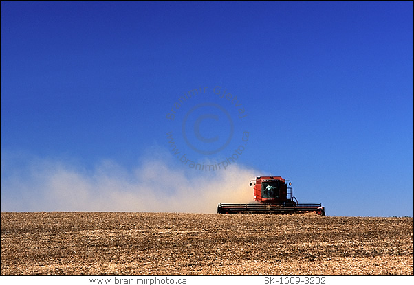 combine harvesting peas