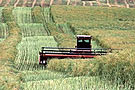 Swathing canola field