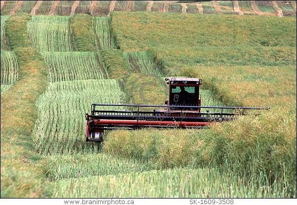 swathing canola field