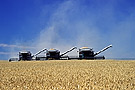 combines harvesting wheat