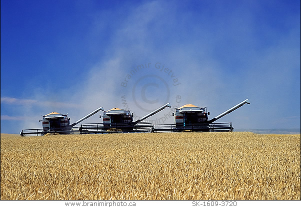 combines harvesting wheat