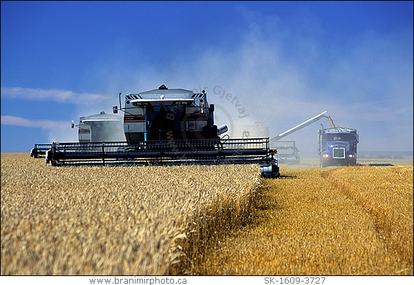 combines harvesting wheat