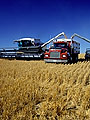 wheat harvest