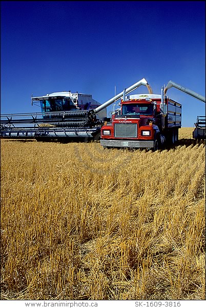 wheat harvest, Saskatchewan