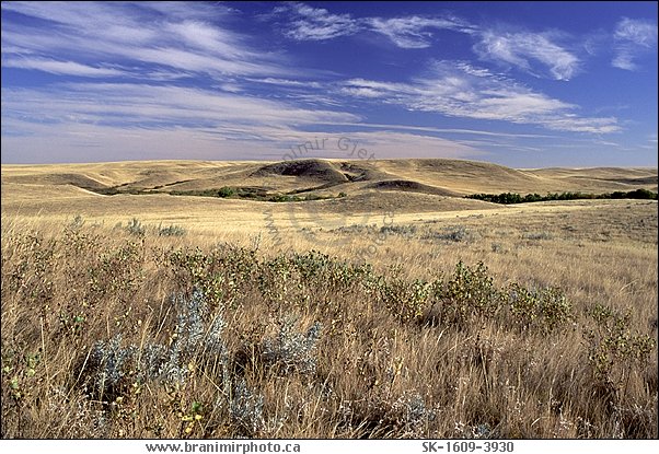 Dry grass parairie, Cypress Hills, Saskatchewan