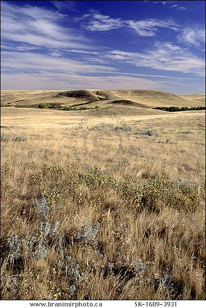 dry grass prairie, Cypress HIlls