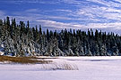 snow covered trees, Prince Albert NP