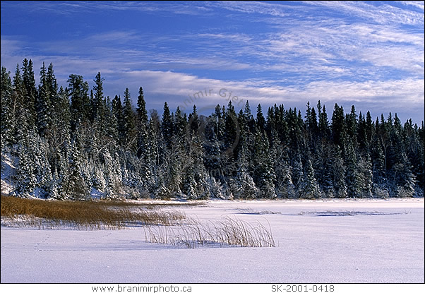 Snow covered trees