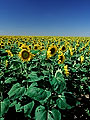 Field of sunflowers iin bloom