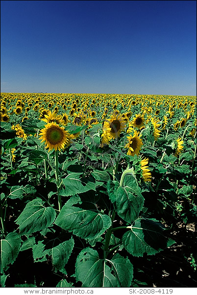 field of sunflowers