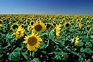 Sunflower field