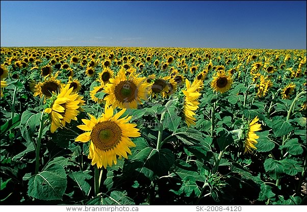 sunflower field in bloom, Saskatchewan