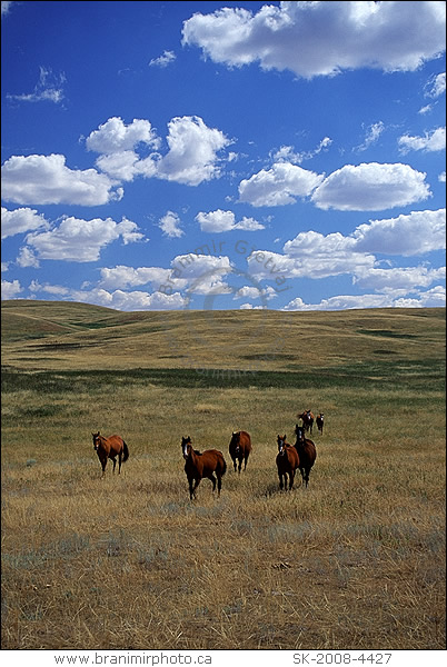 horses in field, Saskatchewan