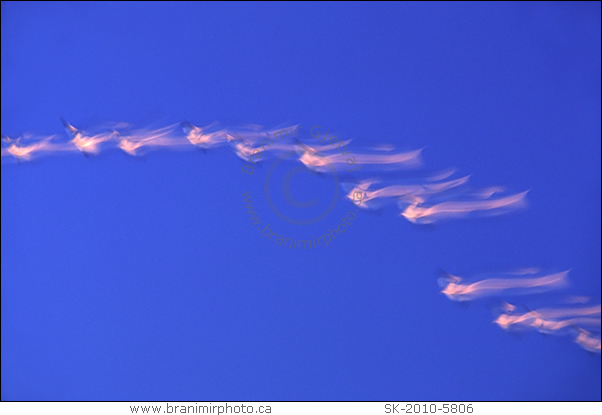 flock of snow geese in flight, Saskatchewan