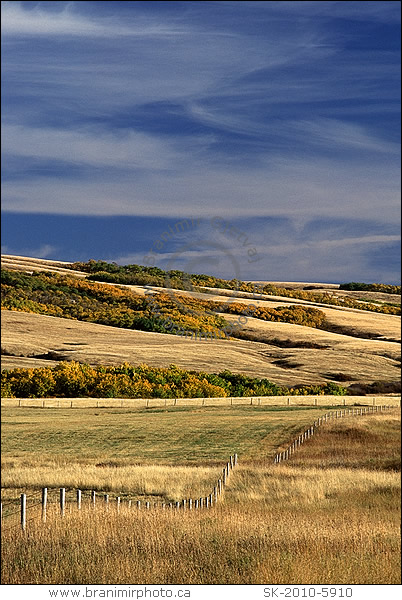 prairie and aspen trees in autumn, Cypress HIlls