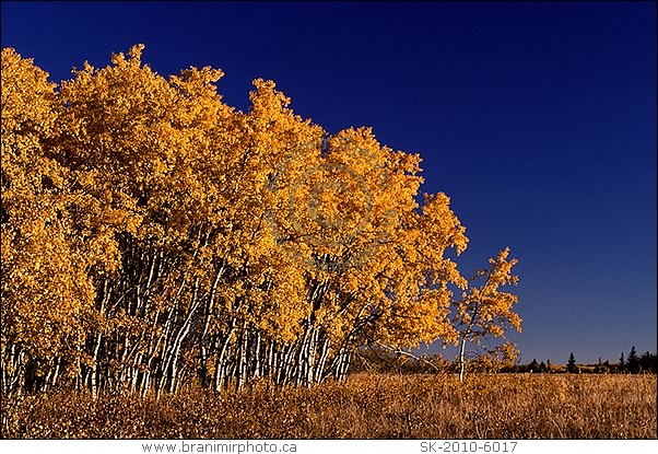 aspen trees in fall colours, Cypress Hills Interprovincial Park