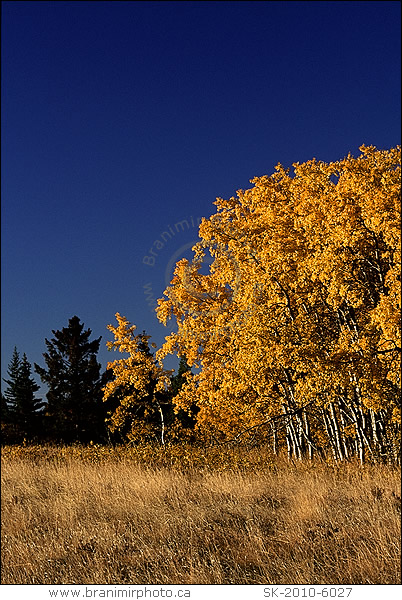 aspen trees in fall colours, Cypress Hills Interprovincial Park